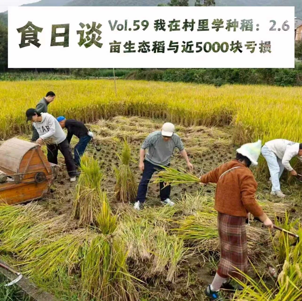 Learning to Grow Rice in a Village: 0.4 Acres of Organic Rice and a ...